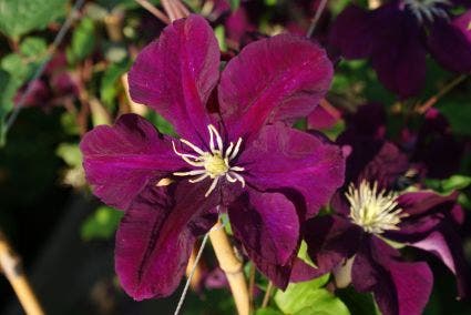  Bosrank (Clematis 'Warszawska Nike')