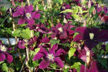  Bosrank (Clematis 'Warszawska Nike')