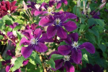  Bosrank (Clematis 'Warszawska Nike')
