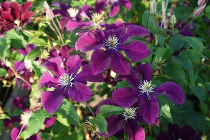  Bosrank (Clematis 'Warszawska Nike')