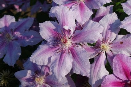  Bosrank (Clematis 'Girenas')