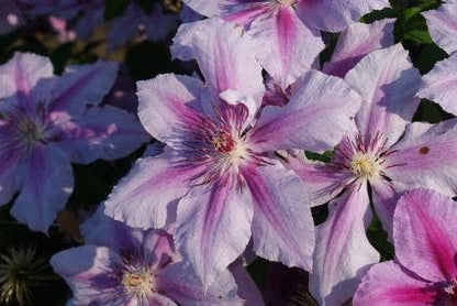  Bosrank (Clematis 'Girenas')
