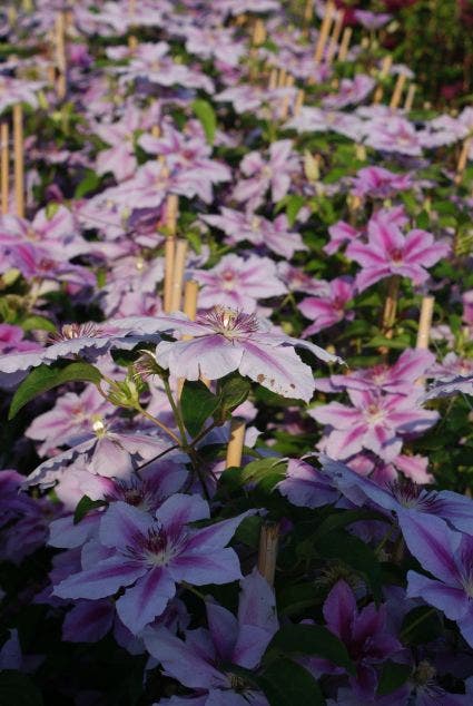  Bosrank (Clematis 'Girenas')