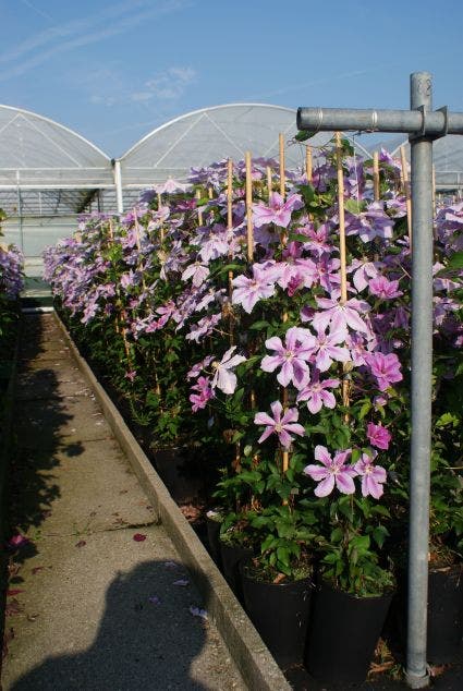  Bosrank (Clematis 'Girenas')