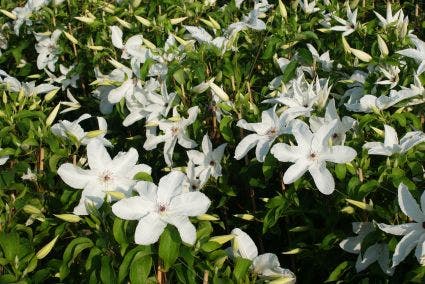  Bosrank (Clematis 'Madame Le Coultre')
