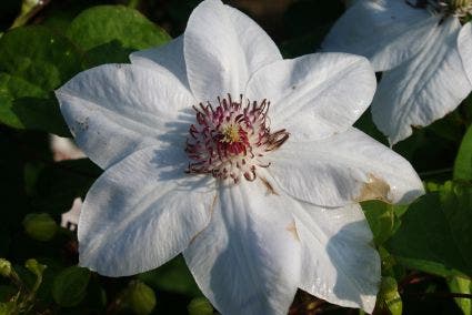  Bosrank (Clematis 'Miss Bateman')