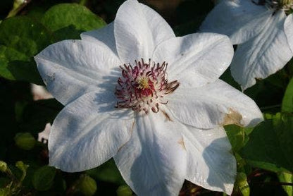  Bosrank (Clematis 'Miss Bateman')