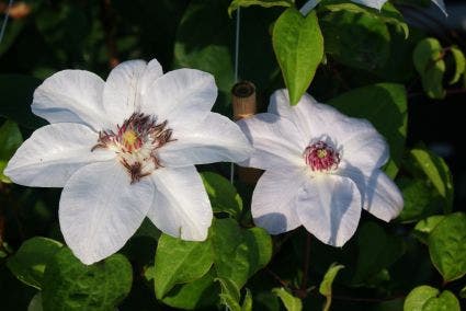  Bosrank (Clematis 'Miss Bateman')