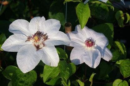  Bosrank (Clematis 'Miss Bateman')