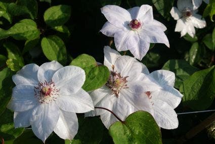  Bosrank (Clematis 'Miss Bateman')
