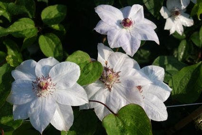  Bosrank (Clematis 'Miss Bateman')