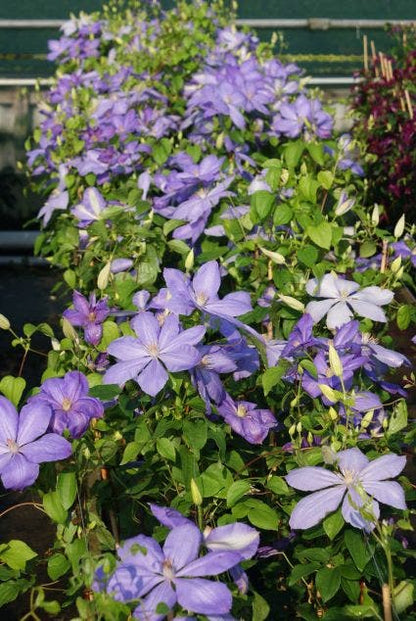  Bosrank (Clematis 'Mrs Cholmondeley')