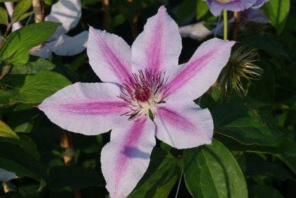  Bosrank (Clematis 'Nelly Moser')