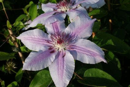  Bosrank (Clematis 'Nelly Moser')