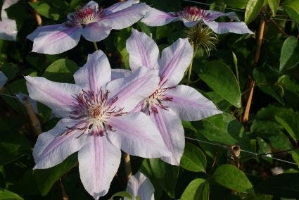  Bosrank (Clematis 'Nelly Moser')