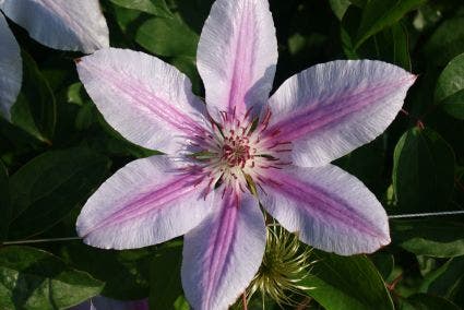  Bosrank (Clematis 'Nelly Moser')