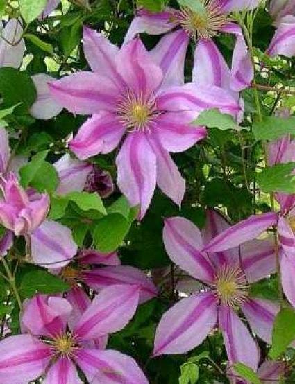  Bosrank (Clematis 'Nelly Moser')