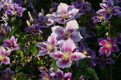  Bosrank (Clematis 'Piilu')