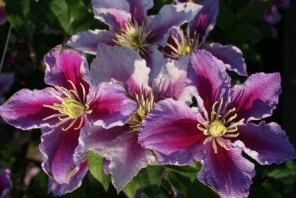  Bosrank (Clematis 'Piilu')