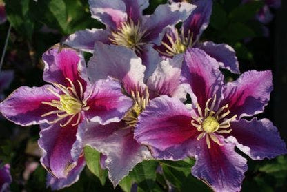  Bosrank (Clematis 'Piilu')