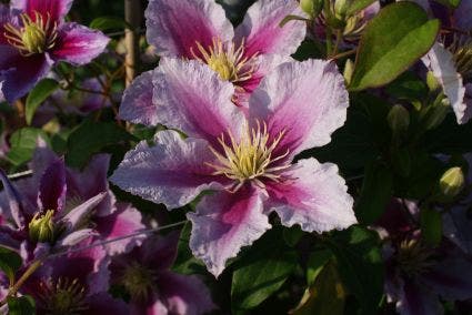  Bosrank (Clematis 'Piilu')