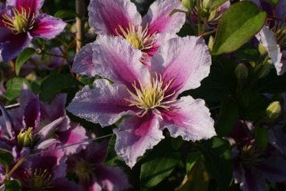  Bosrank (Clematis 'Piilu')