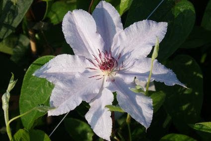  Bosrank (Clematis 'Snow Queen')
