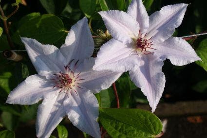  Bosrank (Clematis 'Snow Queen')