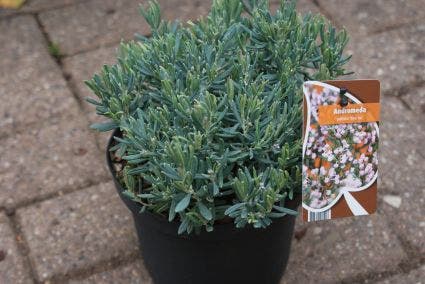  Lavendelheide (Andromeda Polifolia 'Blue Ice')