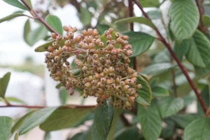  Dwergmispel (Cotoneaster Lacteus)