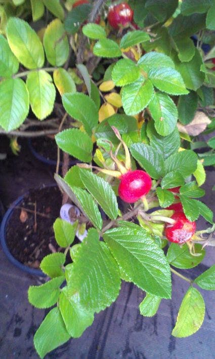  Rimpelroos (Rosa Rugosa)