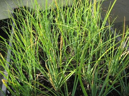  Bieslook (Allium Schoenoprasum)