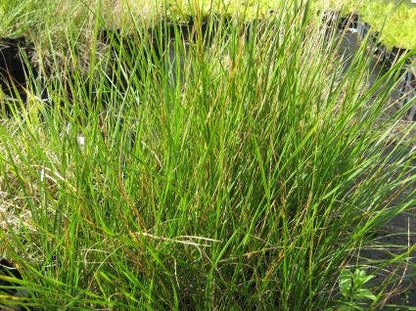 Smele (Deschampsia Cespitosa 'Goldschleier')