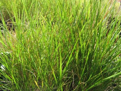  Smele (Deschampsia Cespitosa 'Goldschleier')