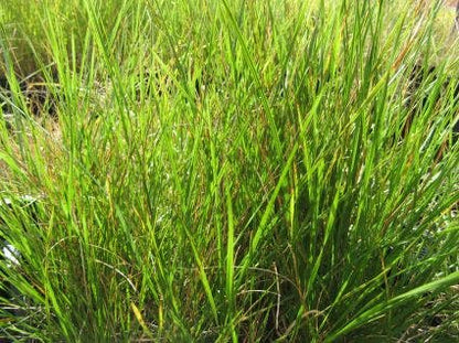  Smele (Deschampsia Cespitosa 'Goldschleier')