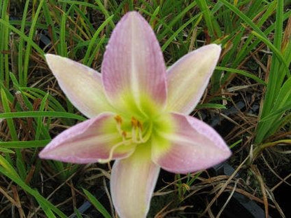  Daglelie (Hemerocallis 'Catherine Woodbury')