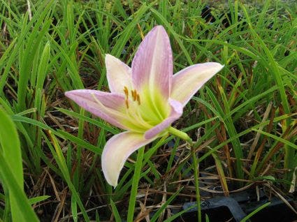  Daglelie (Hemerocallis 'Catherine Woodbury')