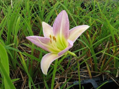  Daglelie (Hemerocallis 'Catherine Woodbury')