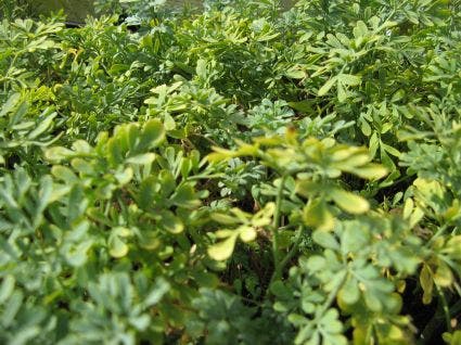  Wijnruit (Ruta Graveolens)