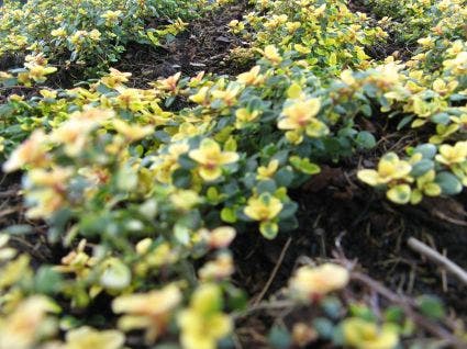  Tijm (Thymus 'Doone Valley')
