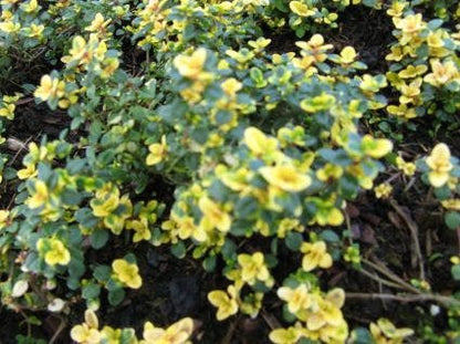  Tijm (Thymus 'Doone Valley')