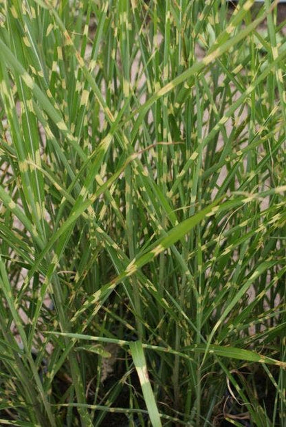  Prachtriet / Chinees Riet (Miscanthus Sinensis 'Strictus')
