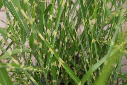  Prachtriet / Chinees Riet (Miscanthus Sinensis 'Strictus')