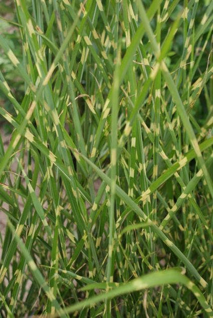  Prachtriet / Chinees Riet (Miscanthus Sinensis 'Strictus')
