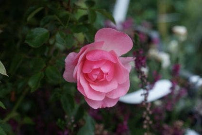  Stamroos (Rosa 'Bonica 82')
