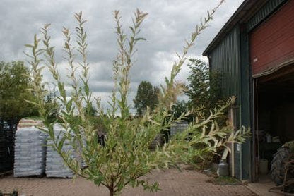  Wilg Op Stam (Salix Integra 'Hakuro-nishiki')
