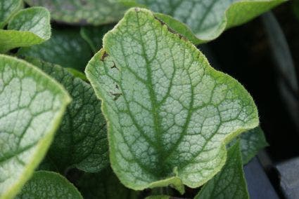  Kaukasische Vergeet-mij-niet (Brunnera Macrophylla 'Jack Frost')