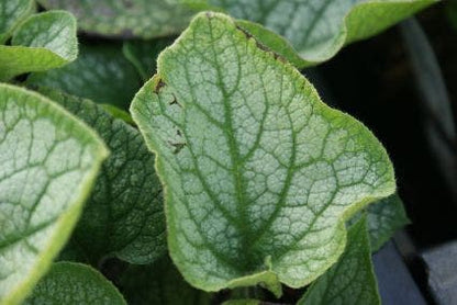  Kaukasische Vergeet-mij-niet (Brunnera Macrophylla 'Jack Frost')