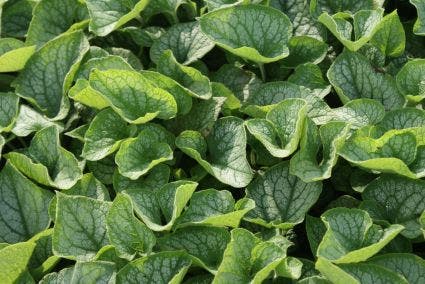  Kaukasische Vergeet-mij-niet (Brunnera Macrophylla 'Jack Frost')