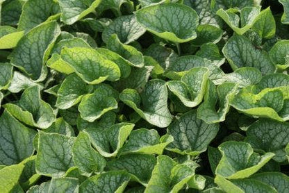  Kaukasische Vergeet-mij-niet (Brunnera Macrophylla 'Jack Frost')